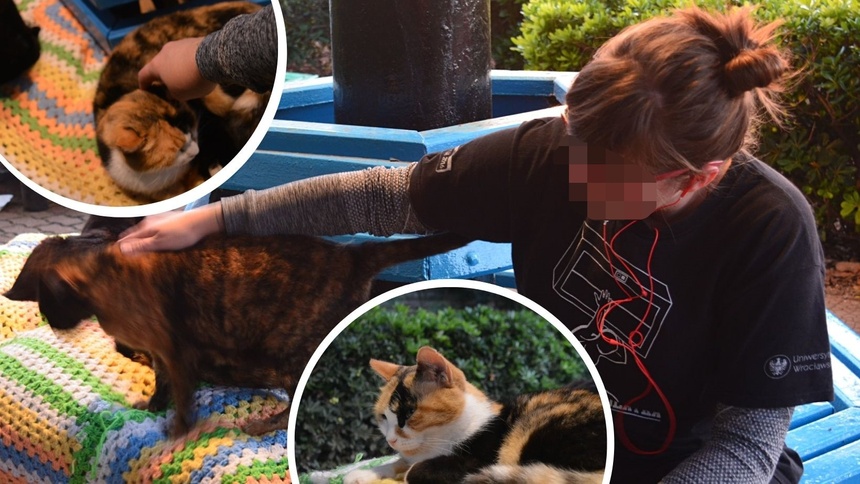 Polka zamordowana na Malcie - zgubiła ją miłość do kotów.