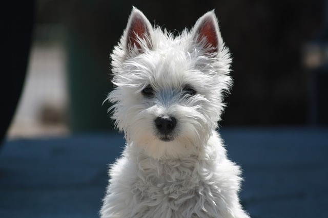 West highland white terrier - piękny, ale i kłopotliwy pies.