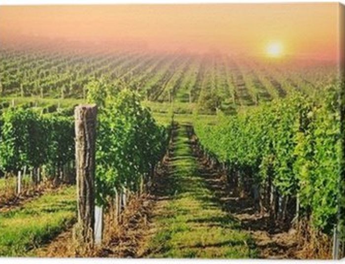 Patriotyzm jest, jak szlachetne wino…