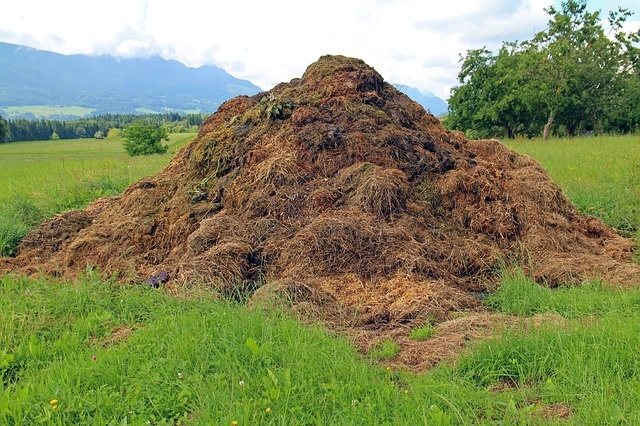 Biomasa może być ekologicznym surowcem do produkcji energii. Fot. Pixabay