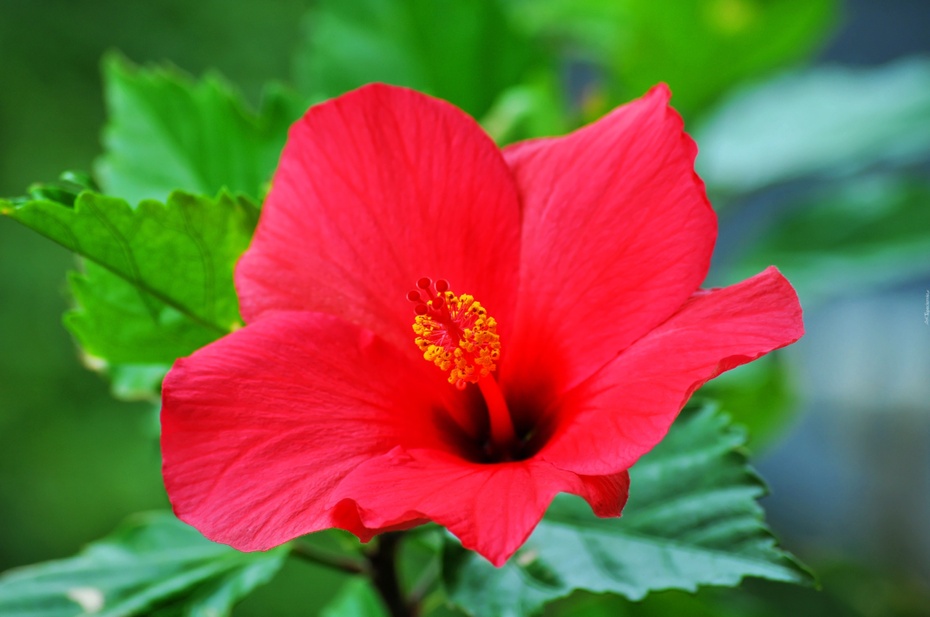 Prozdrowotne właściwości hibiskusa są znane od starożytności. Fot. Pixabay