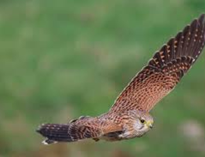 Z pamiętnika młodej pustułki