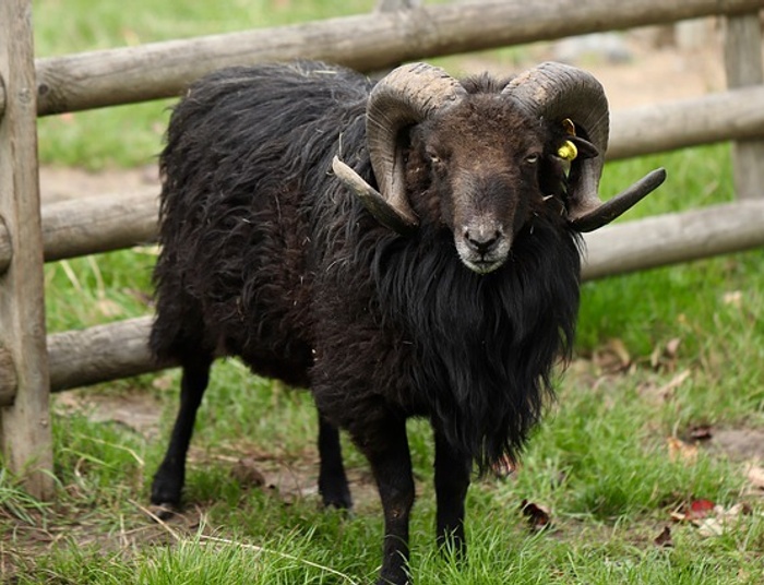 Baran to w sumie sympatyczne zwierzę. Polemika ze Sławomirem Jastrzębowskim