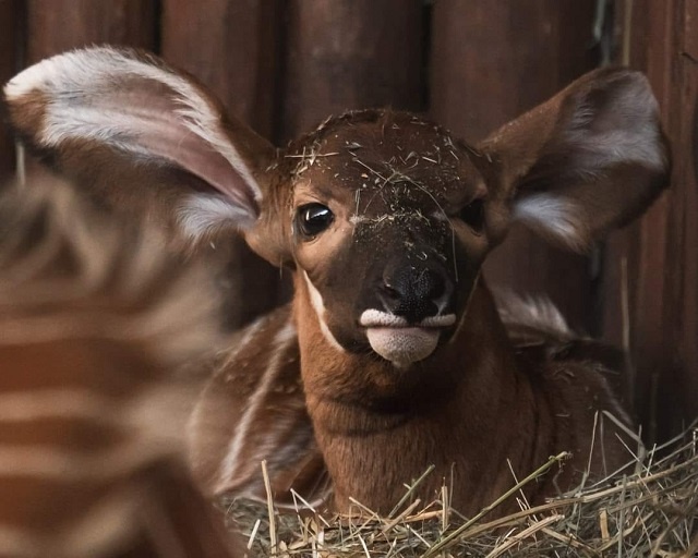 Baby bongo. Facebook/Warszawskie Zoo