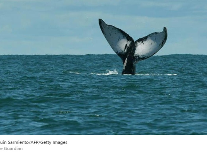 Wieloryb zatopił dużą 15 metrową żaglówkę…
