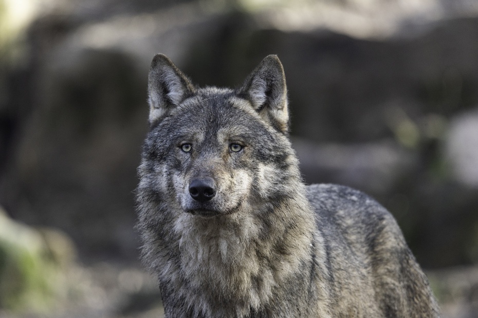 (GUS opublikował zawyżone dane dotyczące liczebności wilków i rysi w Polsce. Fot. Pixabay)