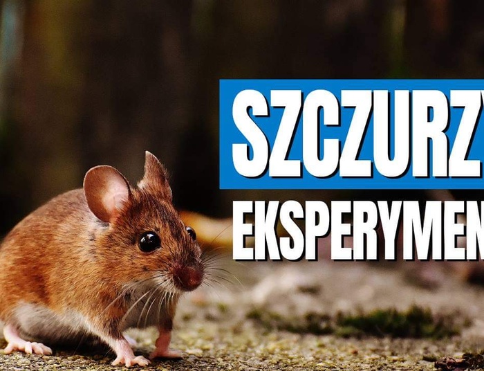 Eksperyment na szczurach - czy to nasza przyszłość?