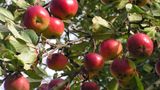 Starodrzew - polskie jabłka