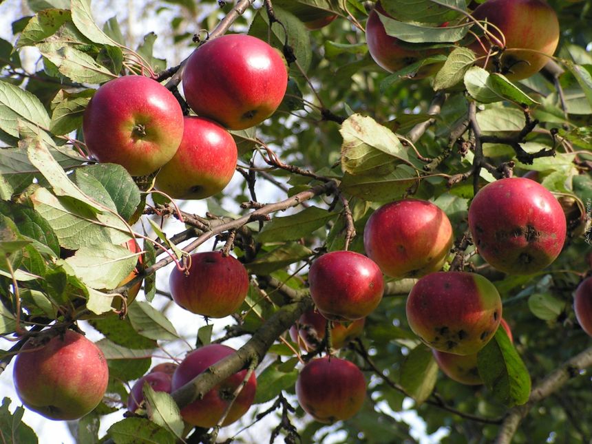 Starodrzew - polskie jabłka