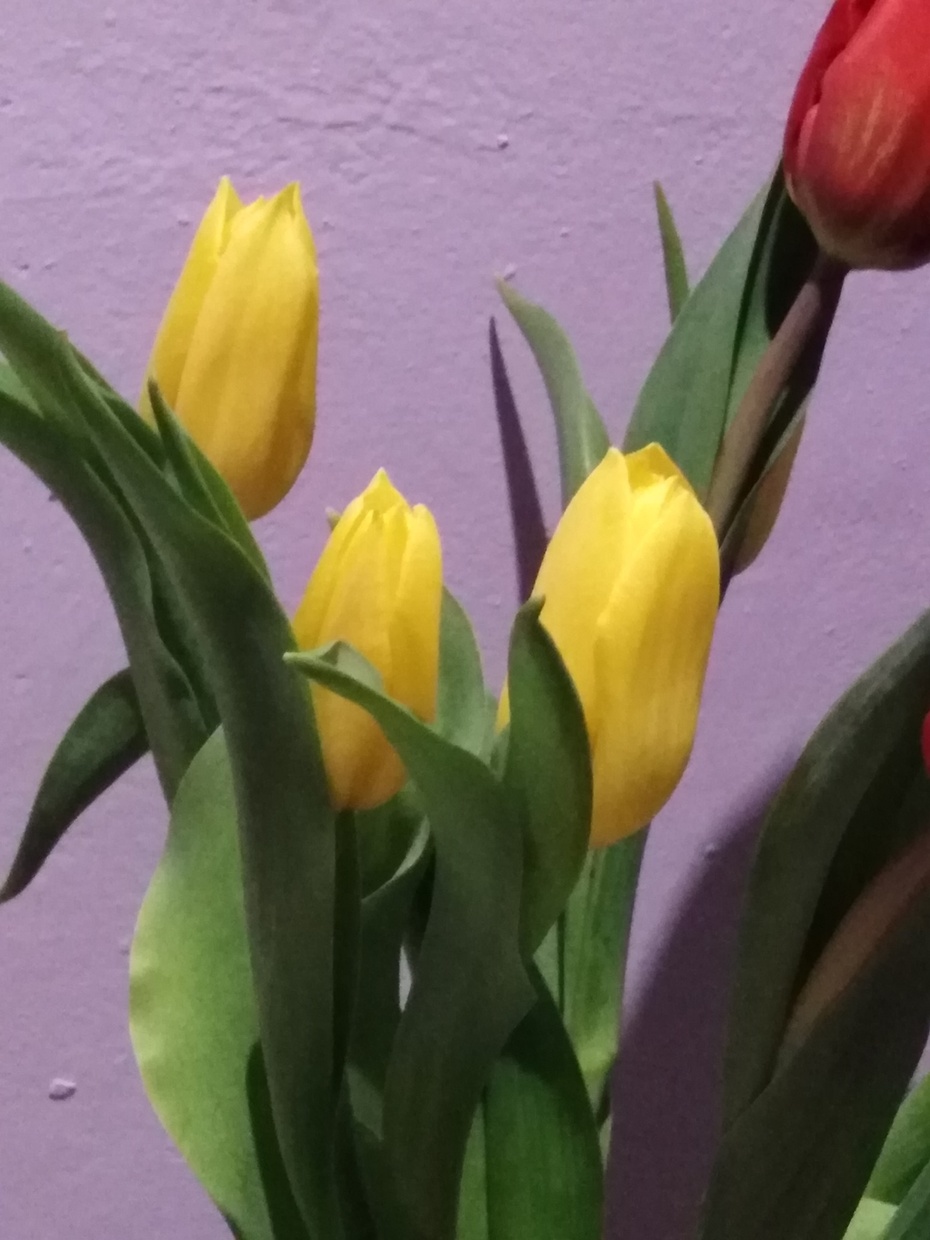 Kwiaty, które dostałam w Dniu Kobiet