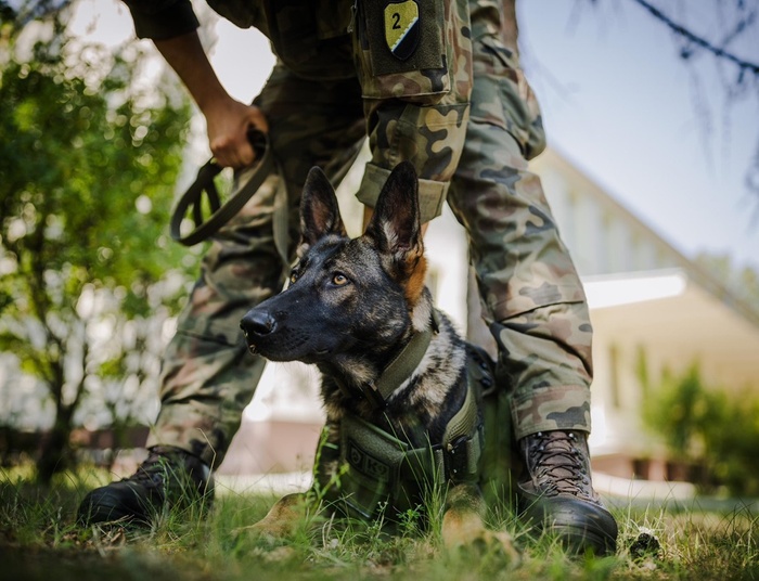 Rozkaz Sztabu Generalnego WP. Niesamowity awans psów