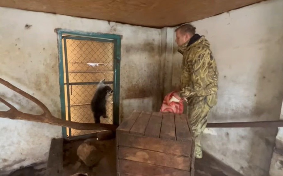 Rosyjscy żołnierze wycofujący się z obwodu chersońskiego Ukrainy ukradli szopa z zoo. fot. Twitter