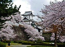 Sakura. Wikipedia