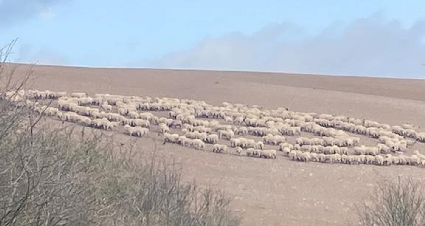 W chińskiej prowincji Mongolii Wewnętrznej stado owiec krąży od 3 dni, tworząc coraz większe koło.