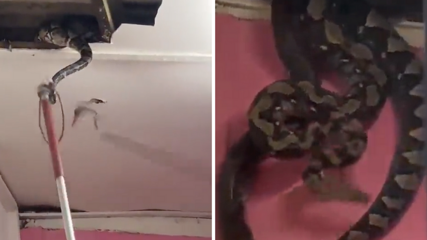 Mieszkańcy jednego z domów w Malezji musieli zmierzyć się z wizytą ogromnych węży, które wpadły do mieszkania przez sufit. (fot. Twitter)