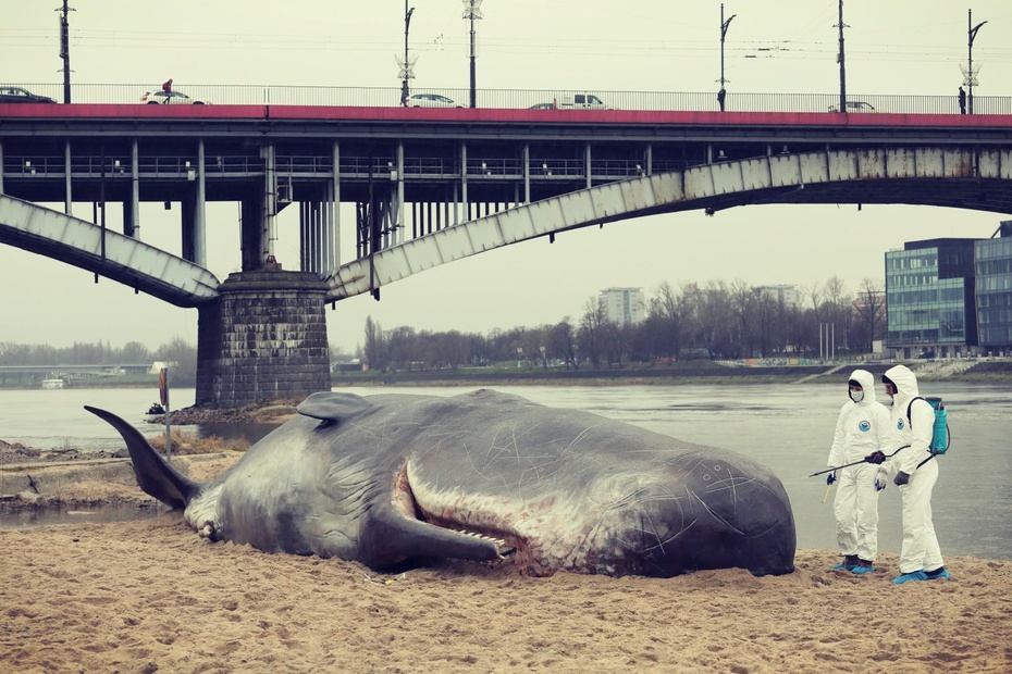 Wieloryb nad Wisłą. fot. fot. PAP/Paweł Supernak