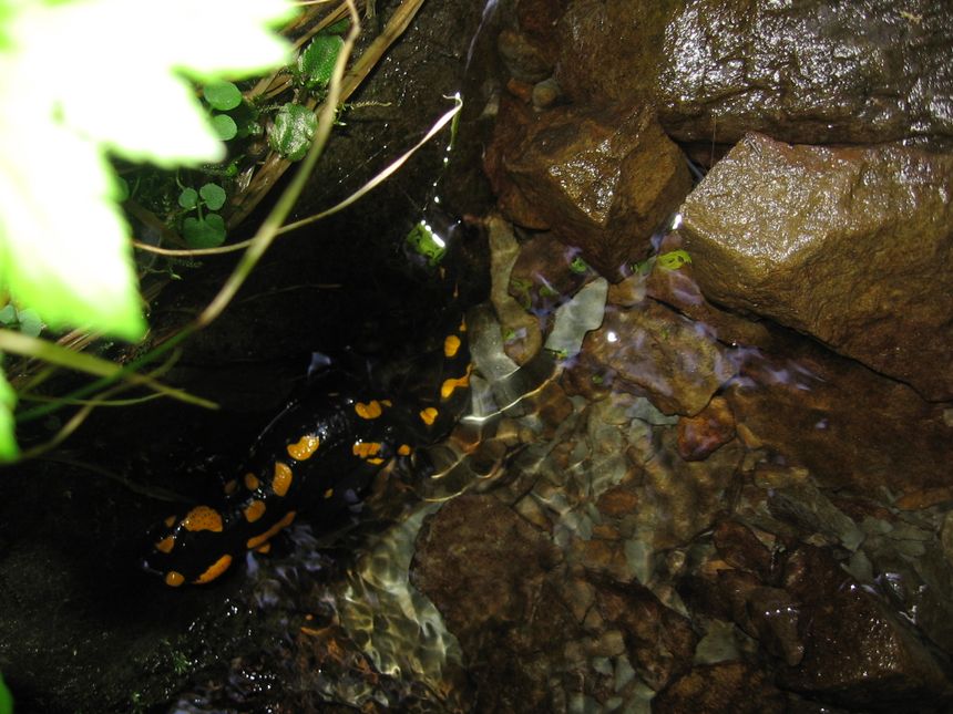 salamadra - Piątkowa góra koło Rabki - foto. hephalump