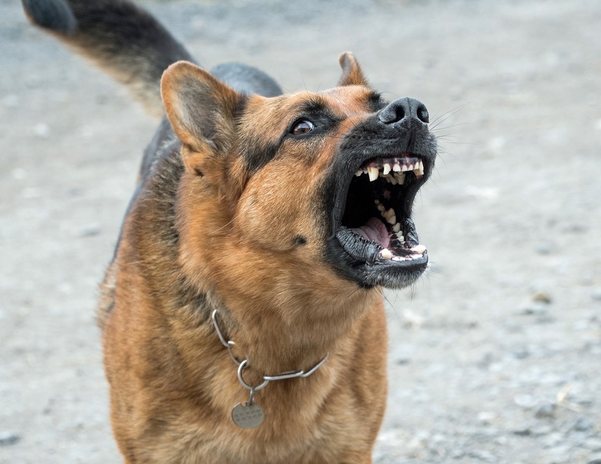 Jak rozpoznać psa, który jest zmuszany do walk. Fot: Pixabay