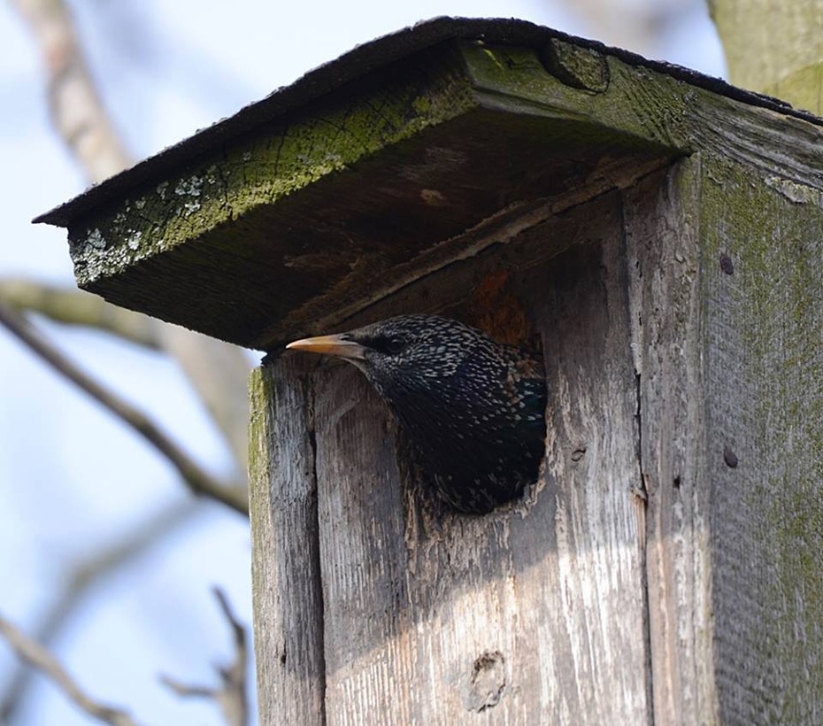Budki lęgowe zastępują ptakom naturalne dziuple drzew, fot. Facebook/Ptaki w Polsce