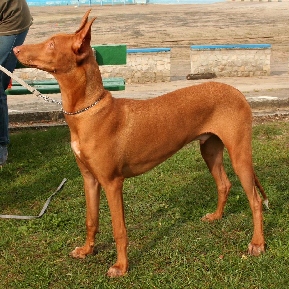 Pies faraona. fot. Wikimedia