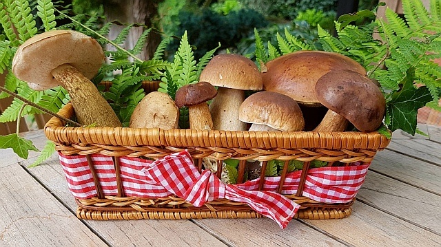 Nie doceniamy odzywczych wartości grzybów, fot. Pixabay