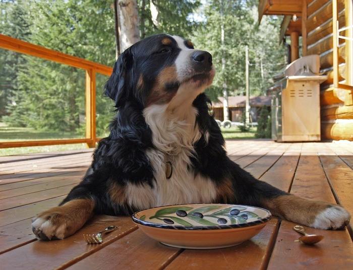 Nie chcesz pić sam? Teraz będziesz mógł wypić piwo ze swoim psem