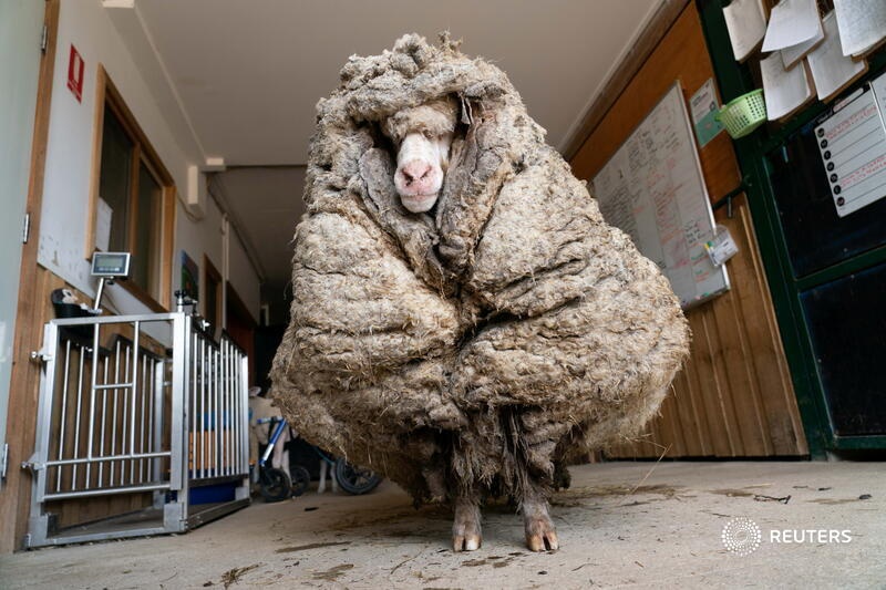 Owca Baarack przed strzyżeniem. Fot. Twitter/Reuters