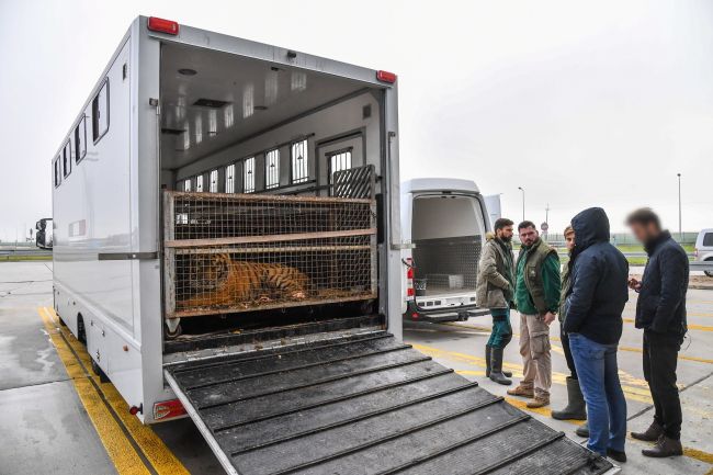 Ciężarówka znaleziona na przejściu granicznym z Białorusią, którą przewożono tygrysy. PAP/Wojtek Jargiło