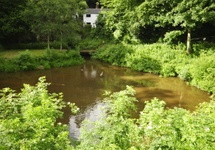 Kopalnia Delph, dziś pilnowana przez czaplę