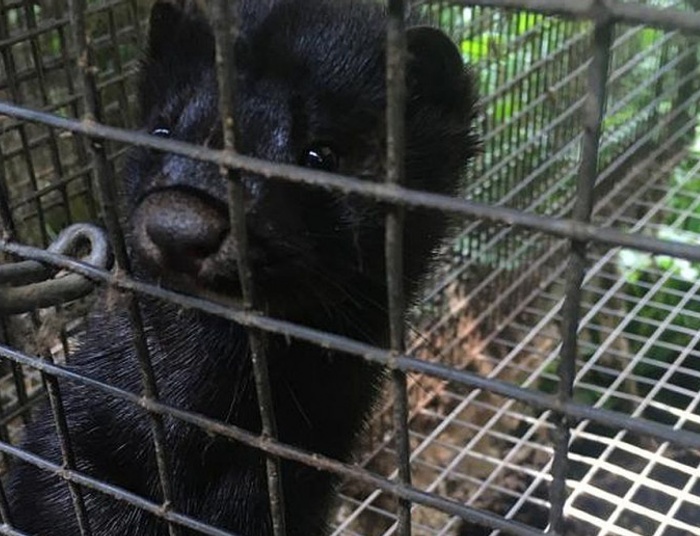 Ustawa futerkowa - o co tak naprawdę chodzi?