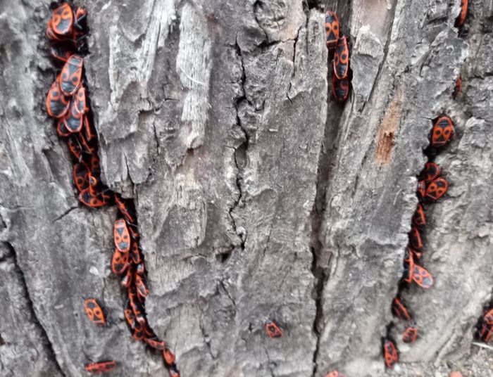 Prognoza pogody na zimę 2024/2025.