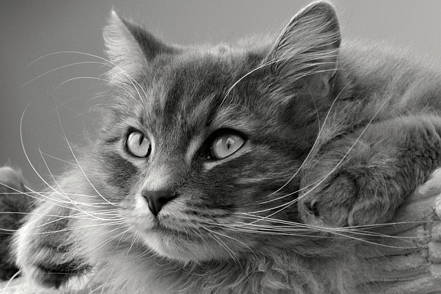 Piękny kot syberyjski, fot. Pixabay