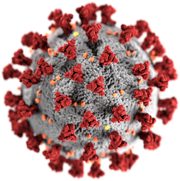 Cząstka wirusa SARS-CoV-2 (ilustracja z domeny publicznej, dostępna w Wikimedia Commons, wykonana przez Centra Kontroli i Prewencji Chorób)
