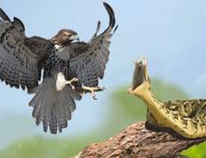 Zwierzęta trzeba kochać zawsze... Opowieść z krypty i trawnika.