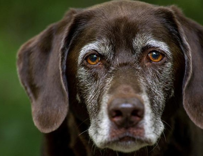 Kiedy dobiegnie końca okrucieństwo wobec zwierząt?