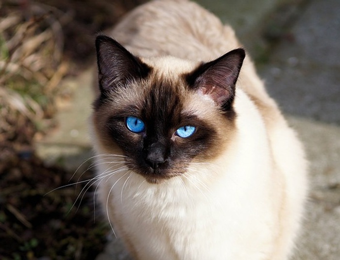 Kot syjamski. Pieszczoch o ognistym temperamencie