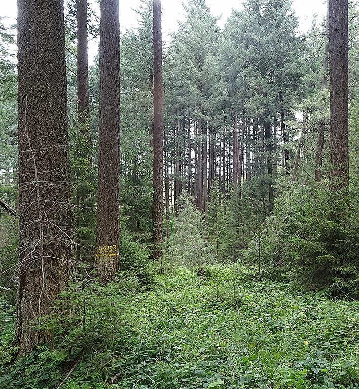 Drzewostan daglezjowy w Beskidzie Śląskim