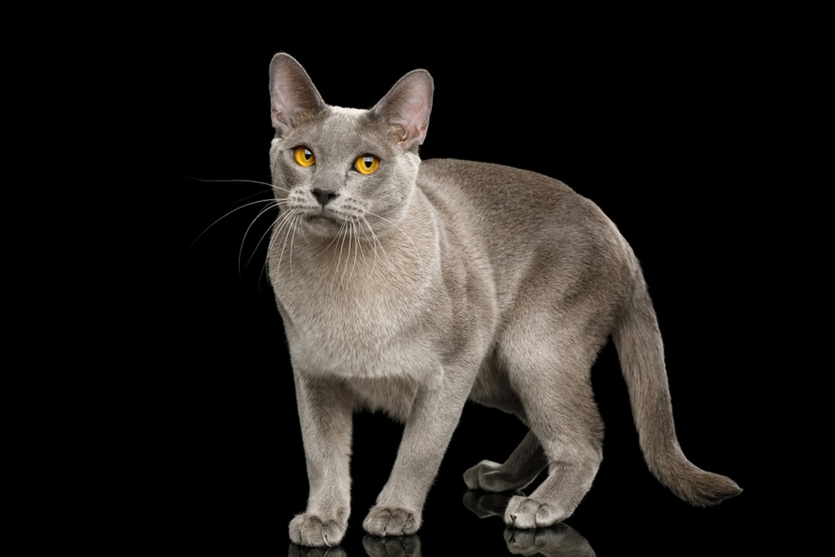 Szary kot birmański. Fot. Shutterstock