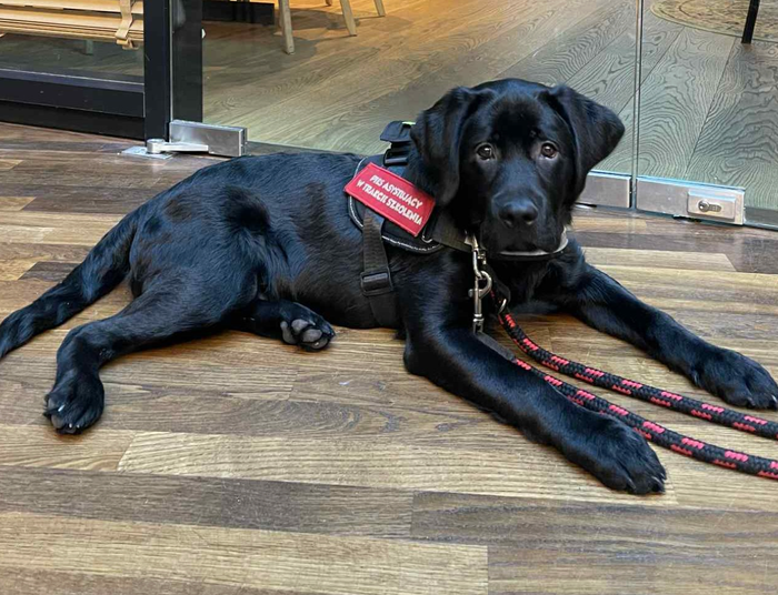 Luksusowa restauracja wyprosiła go z psem asystującym. „Kto następny, osoba na wózku?”