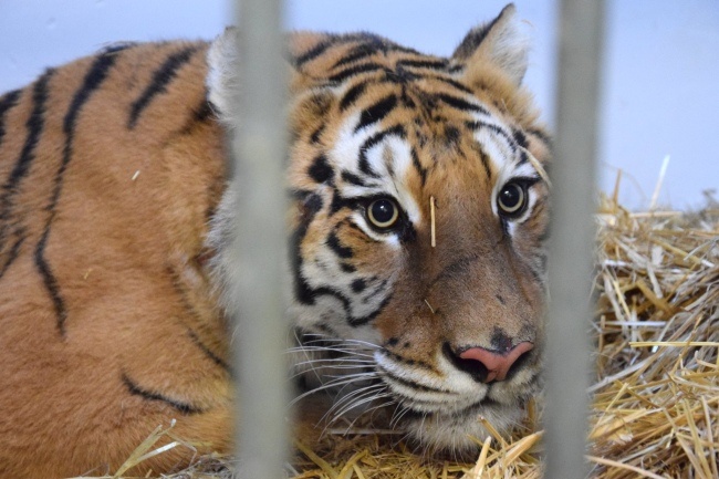 Tygrys Merida, uratowany z transportu na polsko-białoruskiej granicy, fot. Facebook/Zoo Poznań Official Site