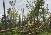 Zniszczony las w Suszku, fot. PAP/Dominik Kulaszewicz