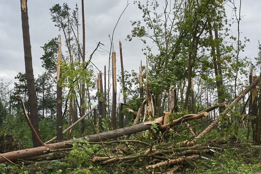 Zniszczony las w Suszku, fot. PAP/Dominik Kulaszewicz