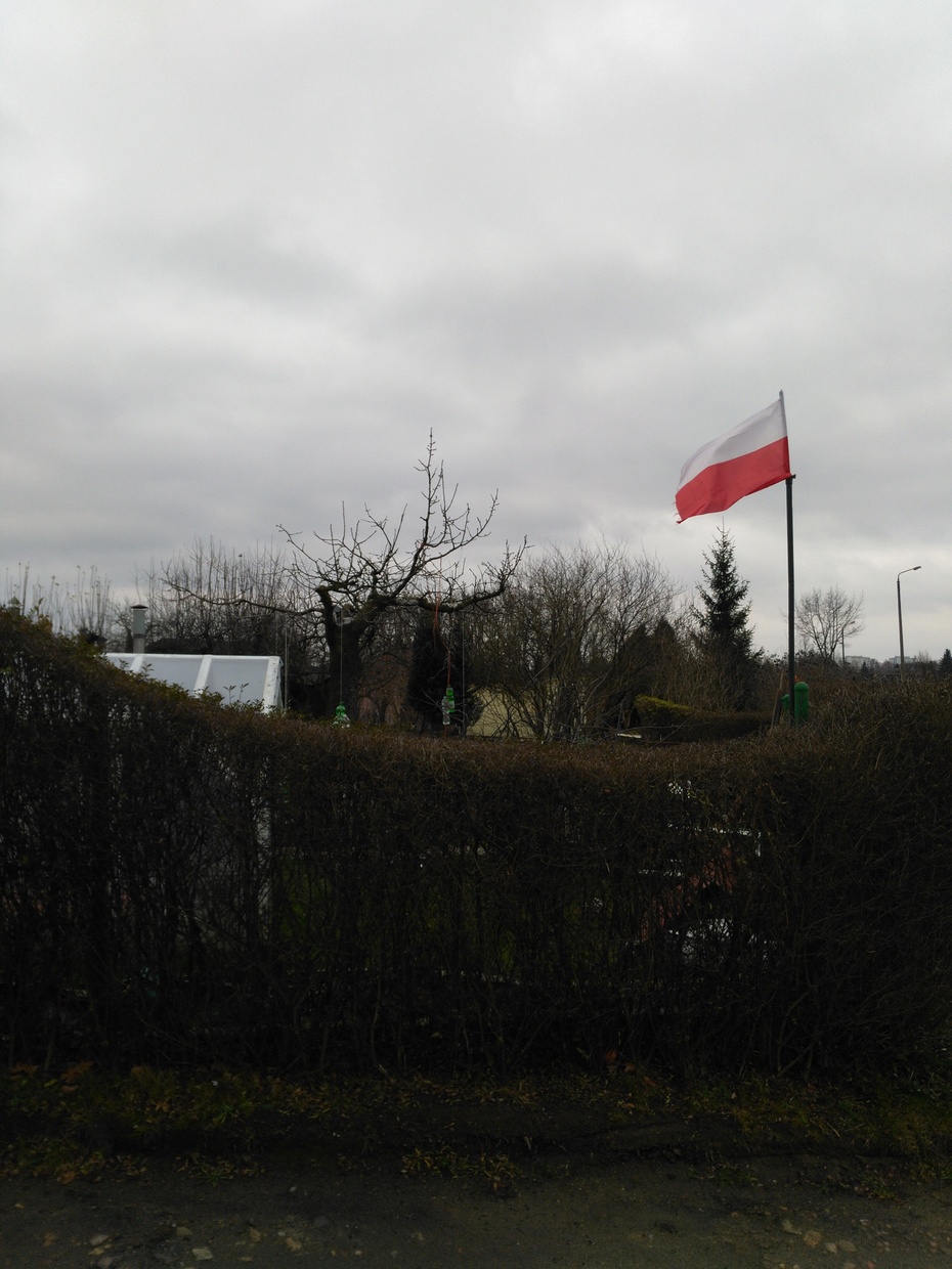 E. Zagrodzka. Flaga Polska powiewająca nad ogródkami działkowymi w Lubinie