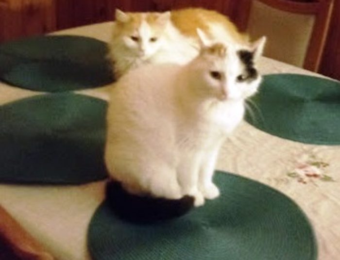 salonowa dama syberyjska i straszny sen o kocim dobrostanie