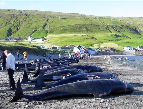 Na Wyspach Owczych wymordowano ok.1500 delfinów / fot. CC