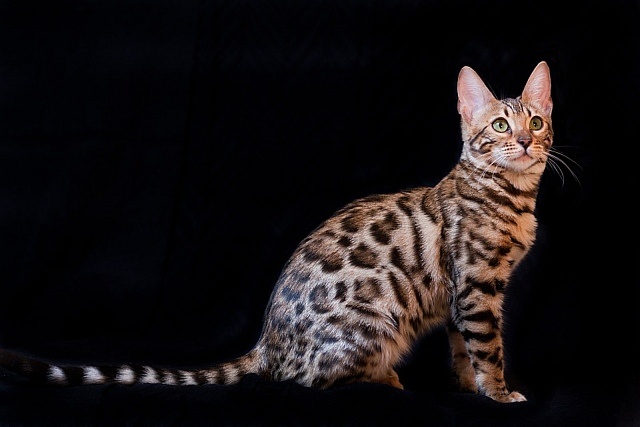 Kot bengalski ma wygląd orientalnego kota, fot. Pixabay
