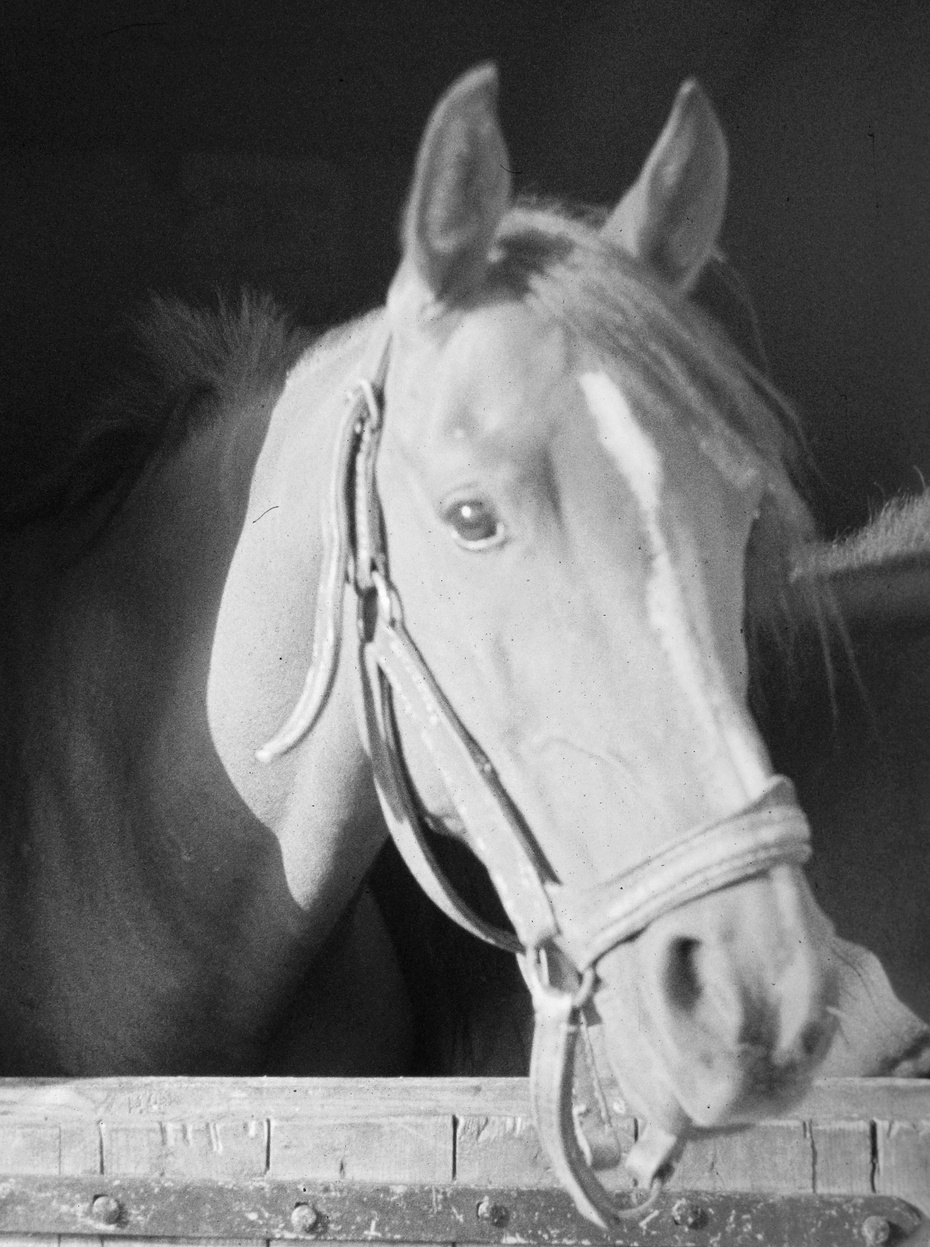 Koń rasy angloarabskiej. Zdjęcie: Alpejski