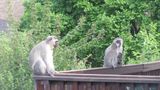 KwaZulu-Natal - małpy na tarasie restauracji koło Howick, zdjęcie własne