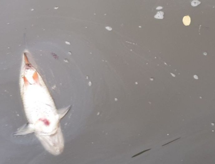 Śnięte ryby w Odrze. Moskwa: Jesteśmy w kontakcie z Czechami