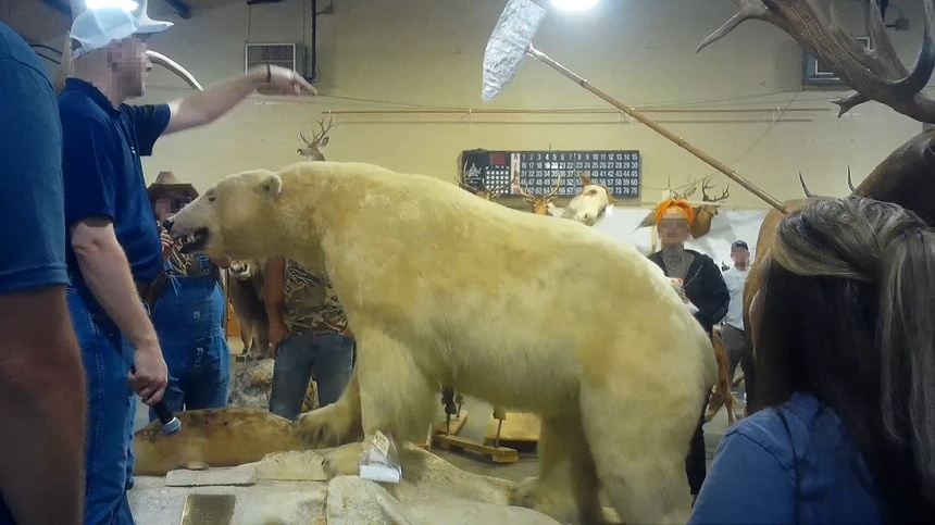 Wypchany niedźwiedź polarny wystawiony na aukcji. materiały prasowe